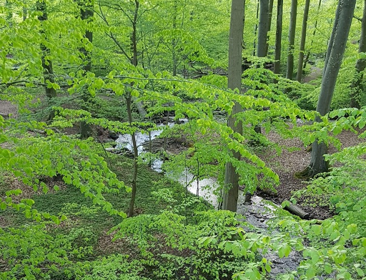 skov_vand